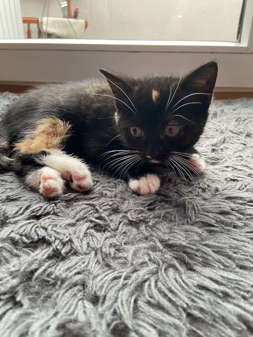 Hauskatzen dreifarbig