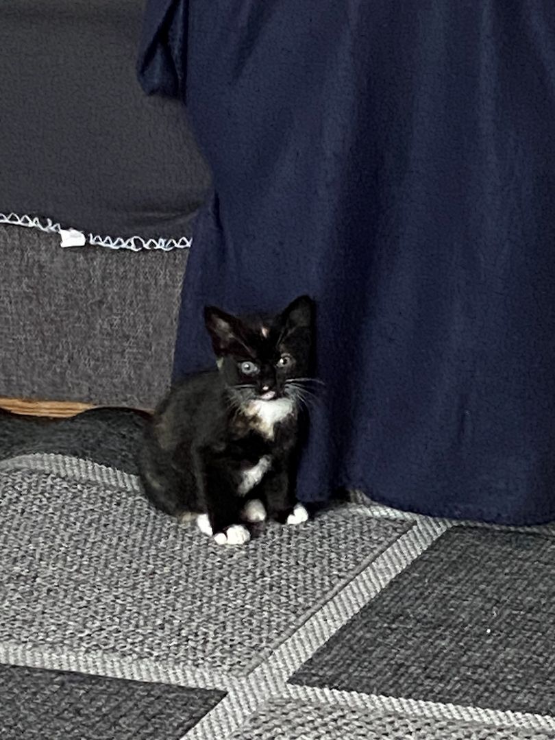 Hauskatzen dreifarbig