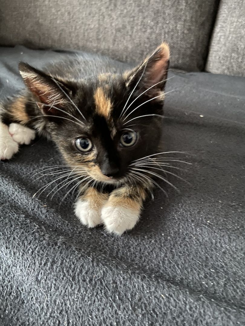 Hauskatzen dreifarbig