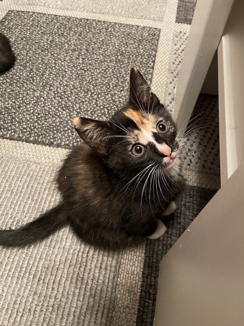 Hauskatzen dreifarbig