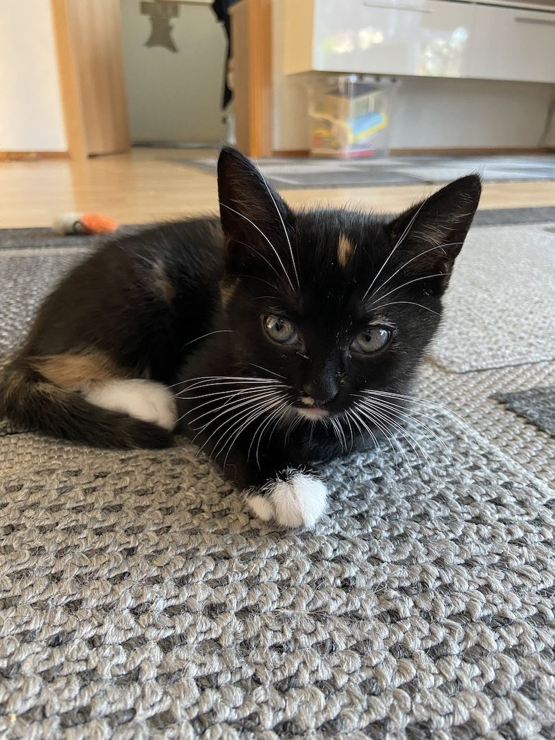 Hauskatzen dreifarbig