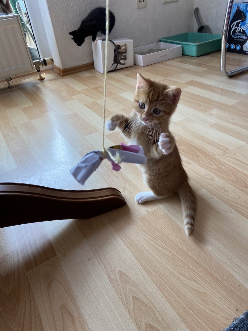 Hauskatze orange Hauskatze orange