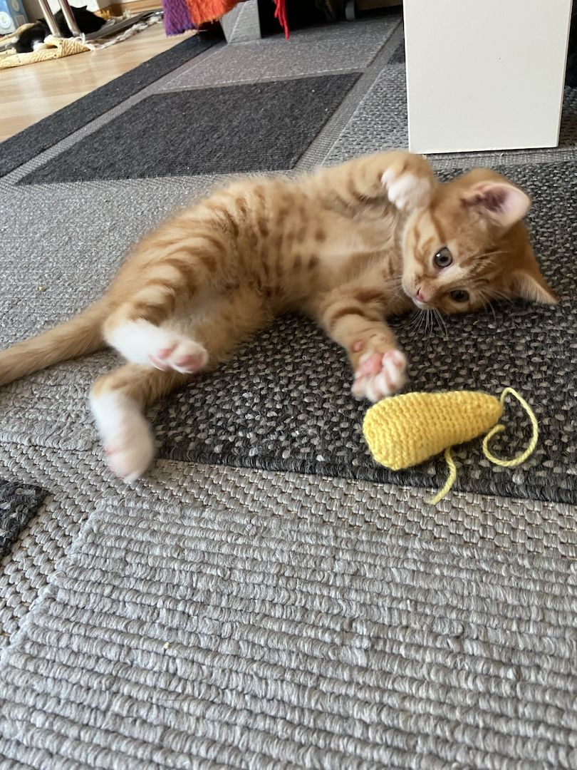 Hauskatze orange Hauskatze orange