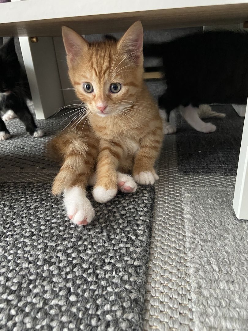 Hauskatze orange Hauskatze orange