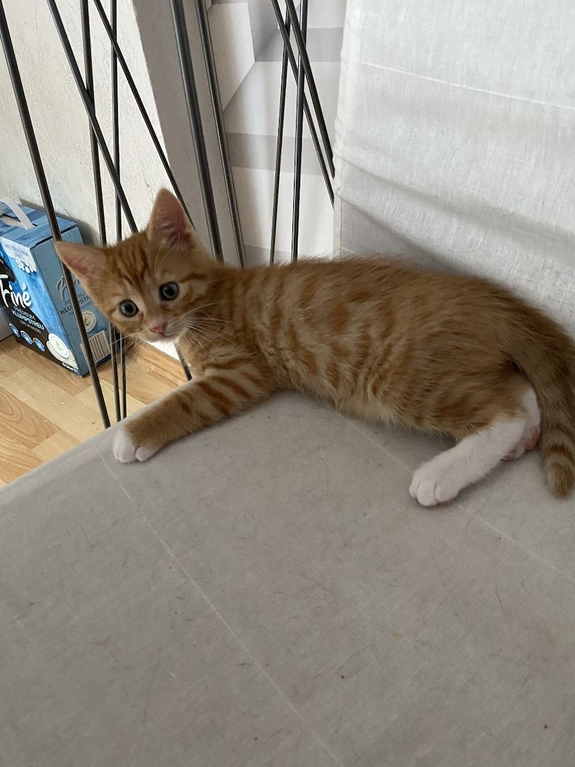 Hauskatze orange Hauskatze orange