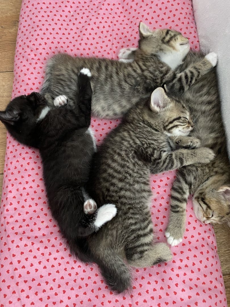 Britisch Kurzhaar Mix Kitten