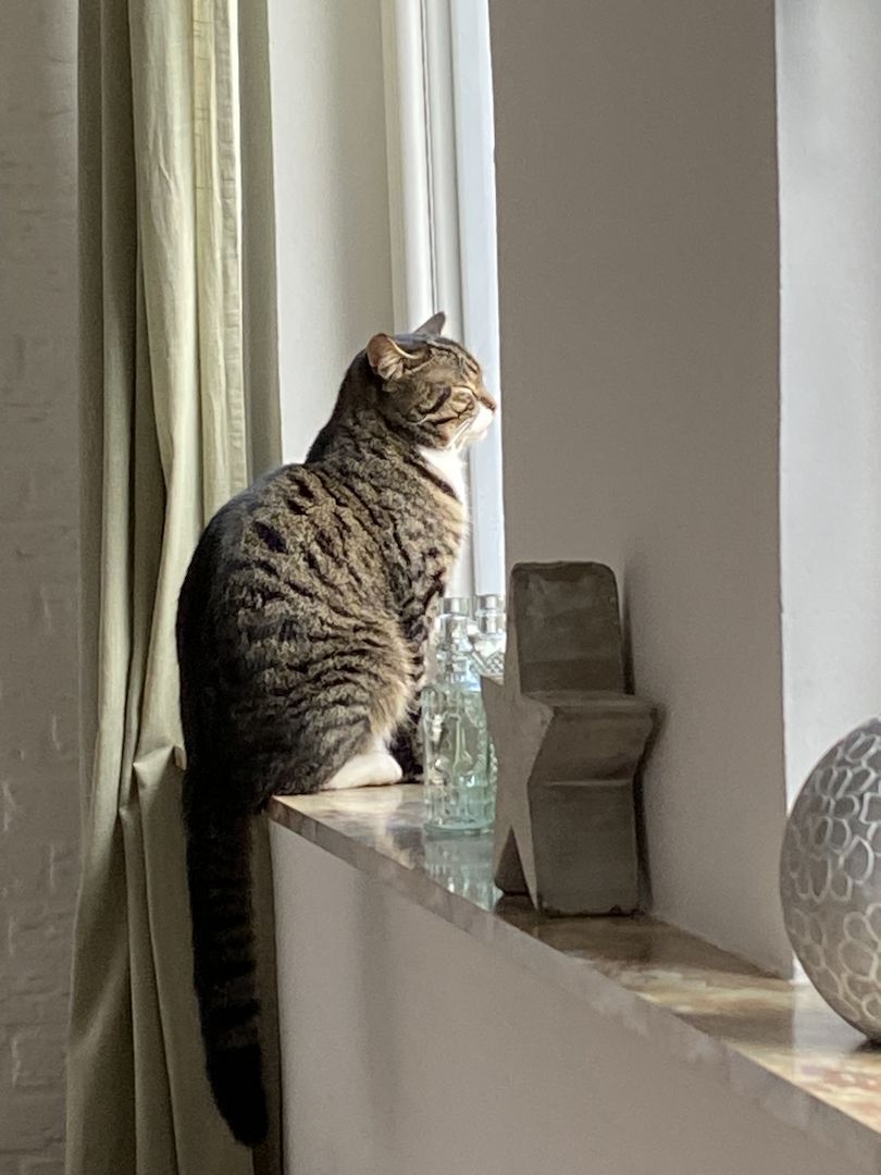 Britisch Kurzhaar Mix Kitten