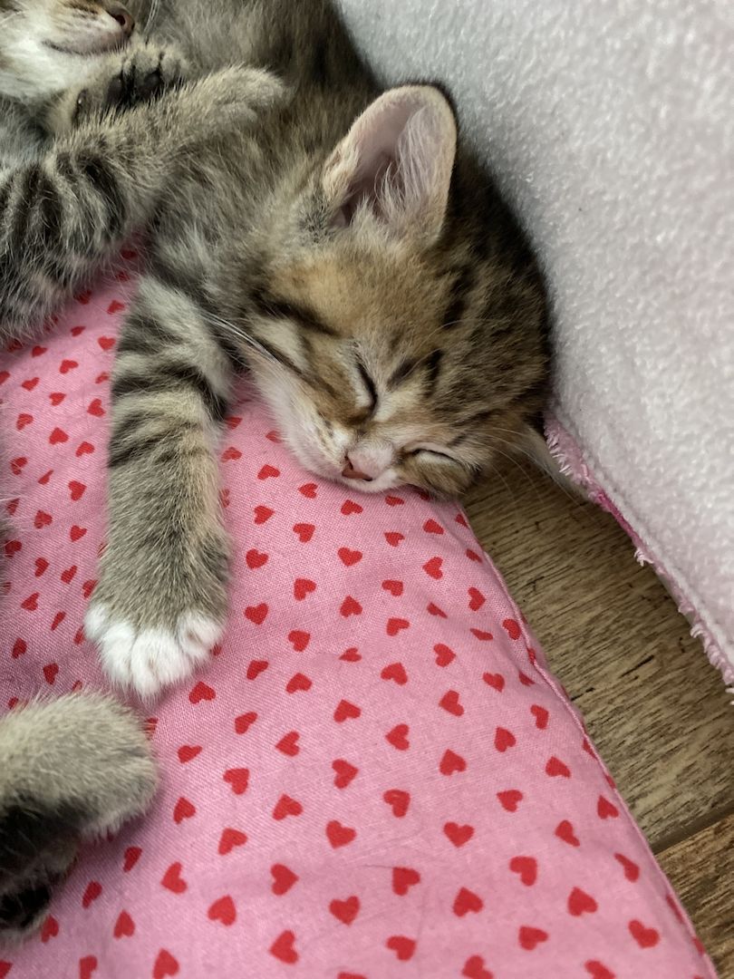 Britisch Kurzhaar Mix Kitten