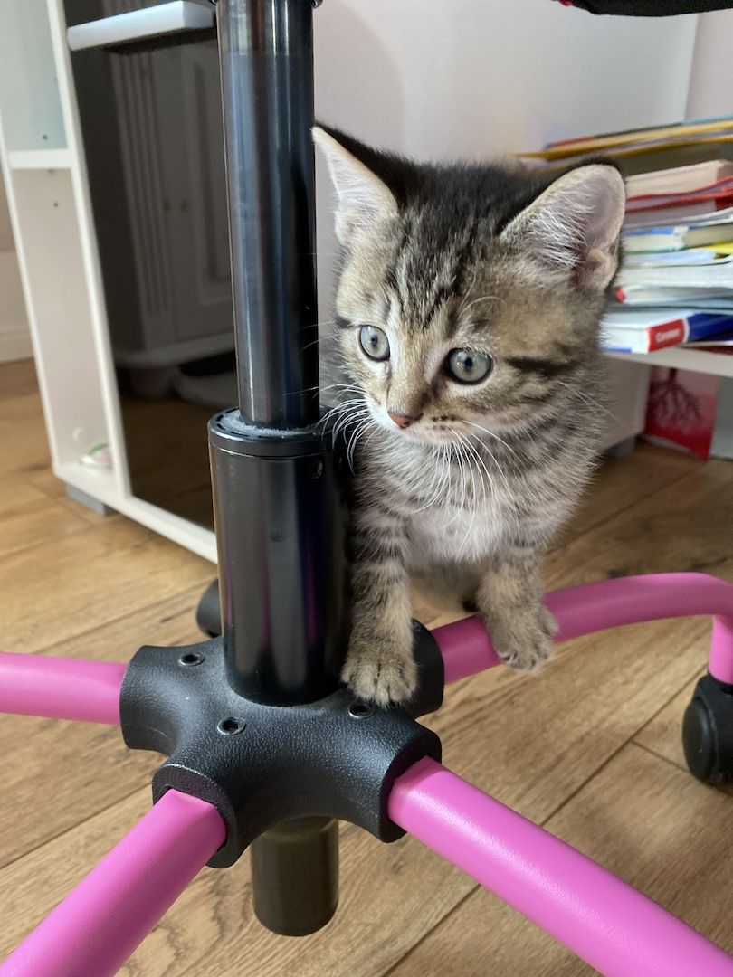 Britisch Kurzhaar Mix Kitten