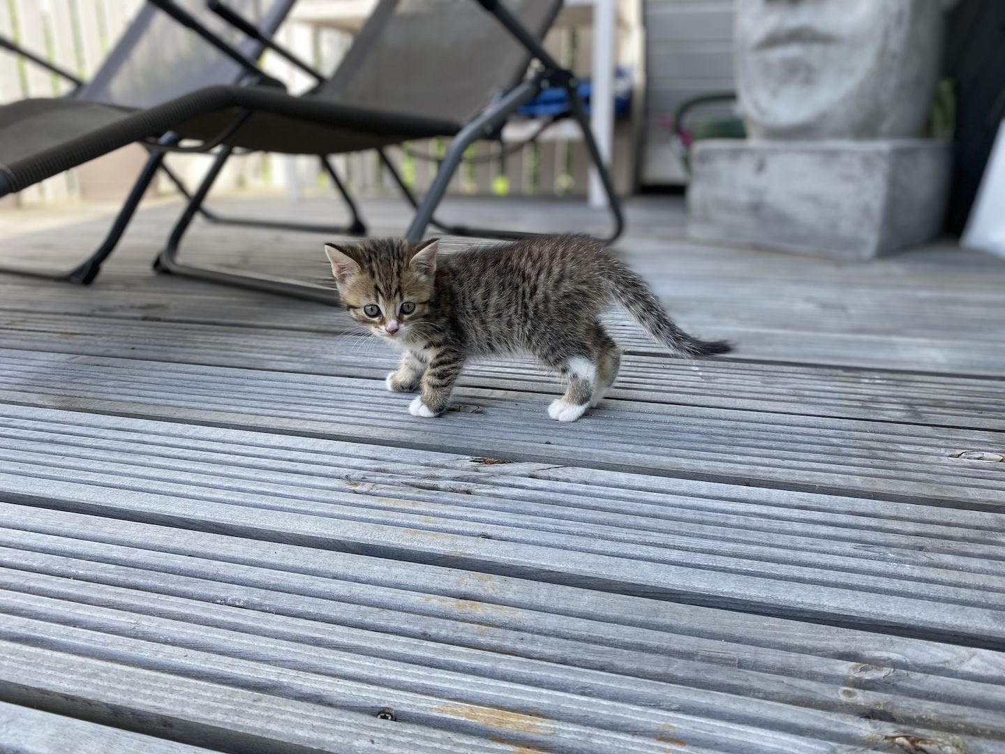 Britisch Kurzhaar Mix Kitten