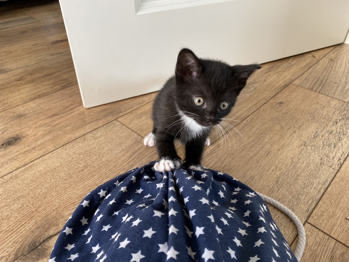 Britisch Kurzhaar Mix Kitten