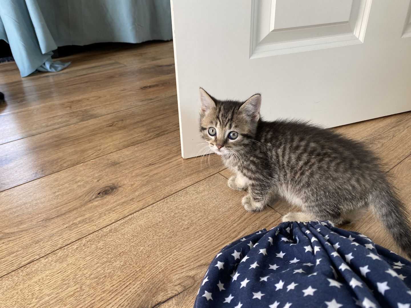 Britisch Kurzhaar Mix Kitten