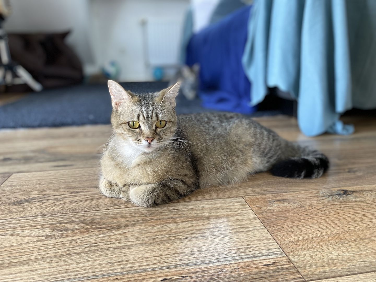 Britisch Kurzhaar Mix Kitten