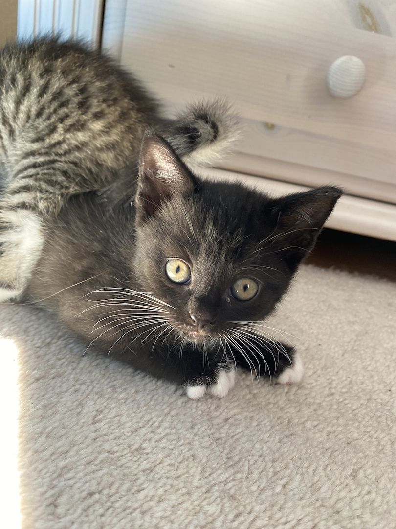 Britisch Kurzhaar Mix Kitten