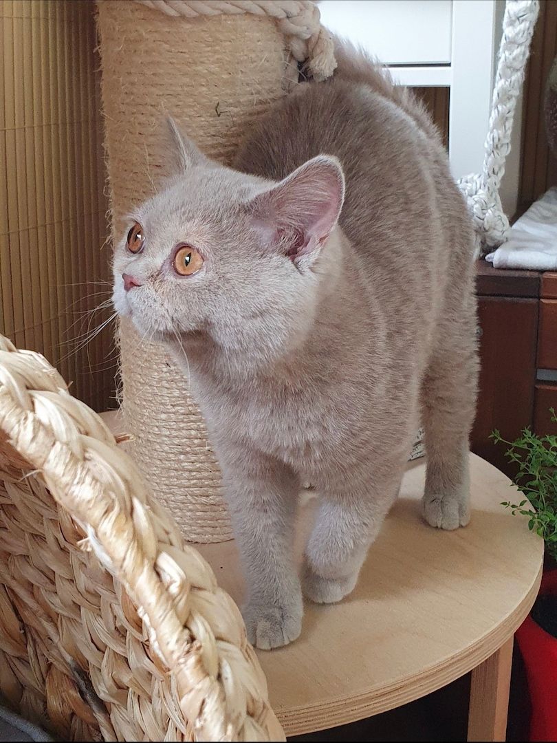 BKH Kitten Katze reinrassig mit Stammbaum lilac-creme