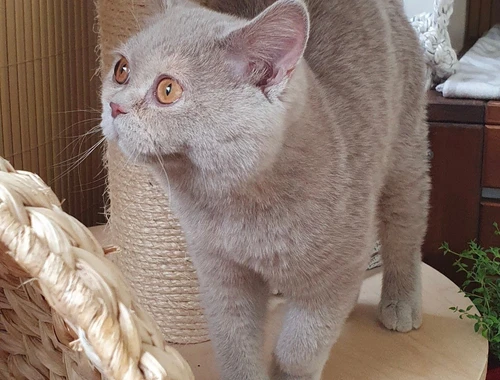 BKH Kitten Katze reinrassig mit Stammbaum lilac-creme