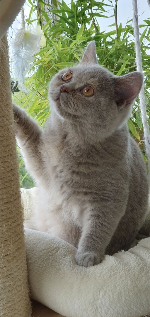 BKH Kitten Katze reinrassig mit Stammbaum lilac-creme