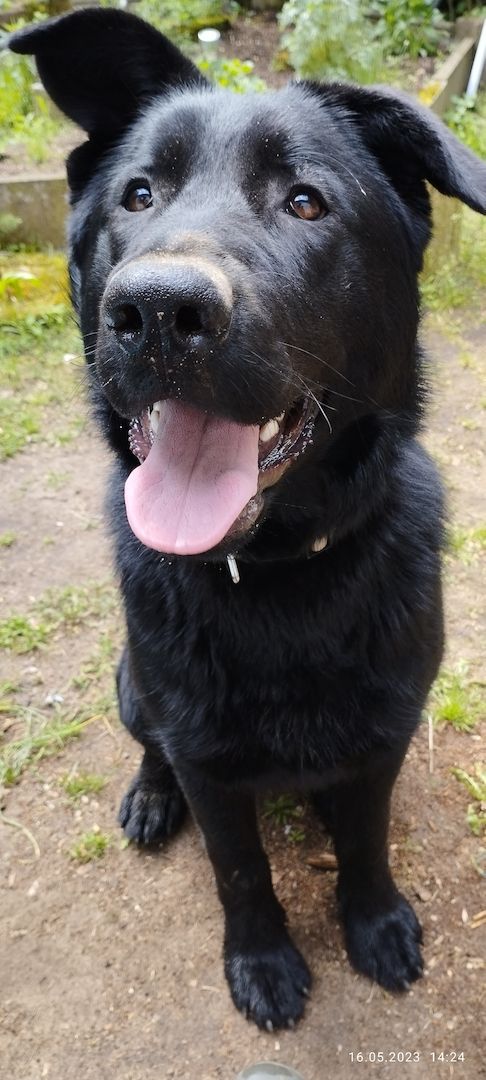 Schäferhund Rüde 71/2 Monate Schäferhund Rüde 71/2 Monate