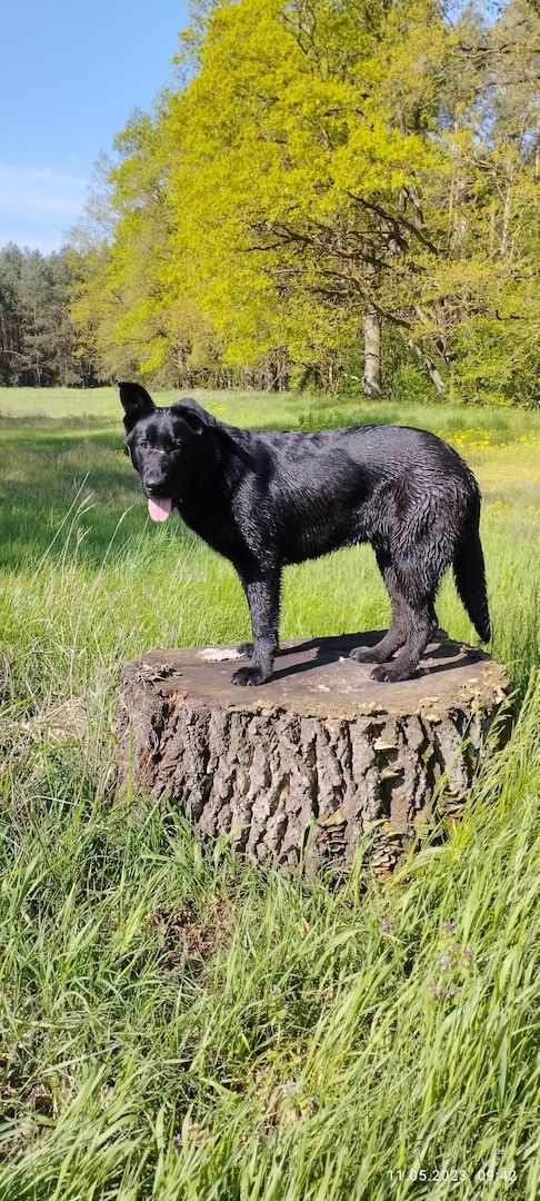 Schäferhund Rüde 71/2 Monate Schäferhund Rüde 71/2 Monate