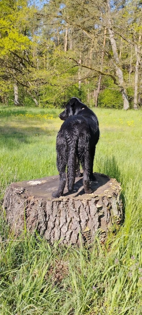 Schäferhund Rüde 71/2 Monate Schäferhund Rüde 71/2 Monate