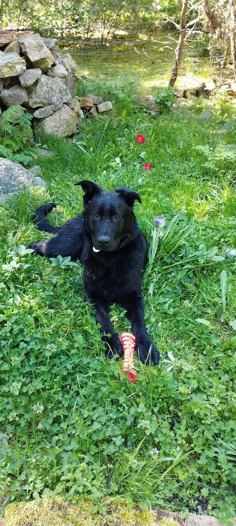 Schäferhund Rüde 71/2 Monate Schäferhund Rüde 71/2 Monate