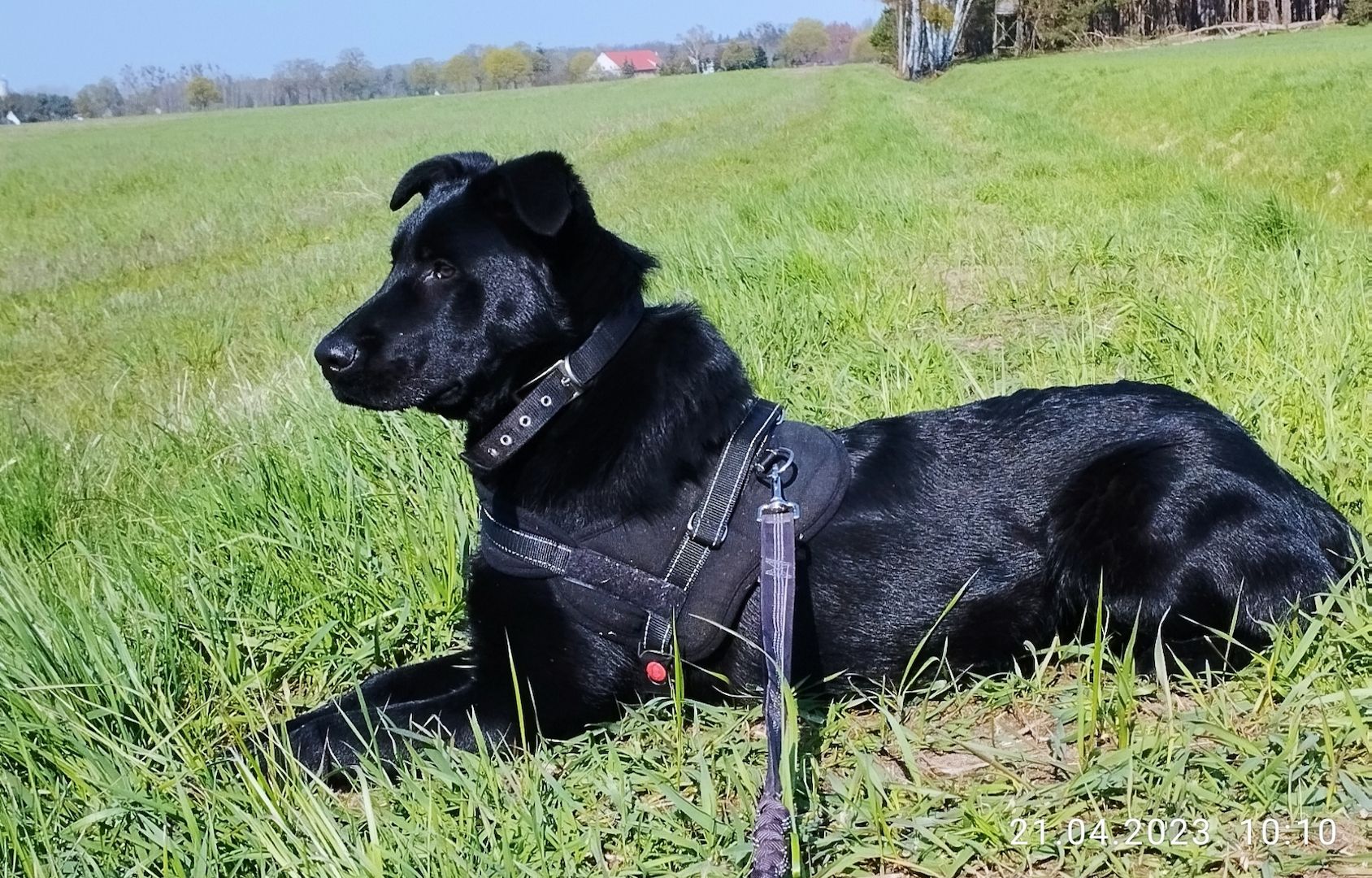 Schäferhund Rüde 71/2 Monate Schäferhund Rüde 71/2 Monate