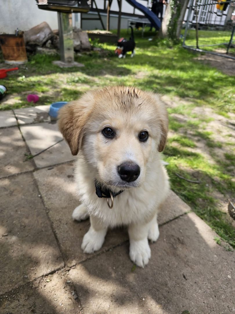 Rambo sucht ein neues zuhause
