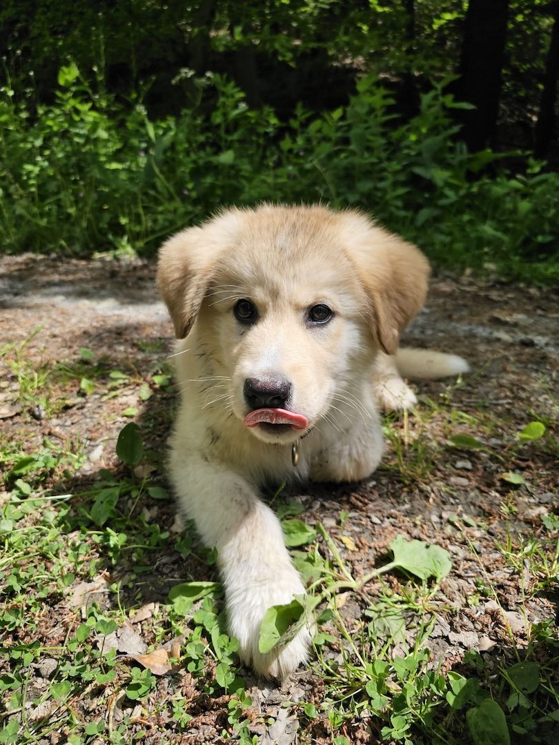 Rambo sucht ein neues zuhause