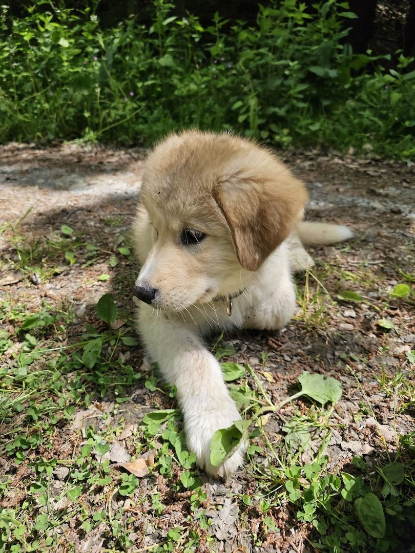 Rambo sucht ein neues zuhause