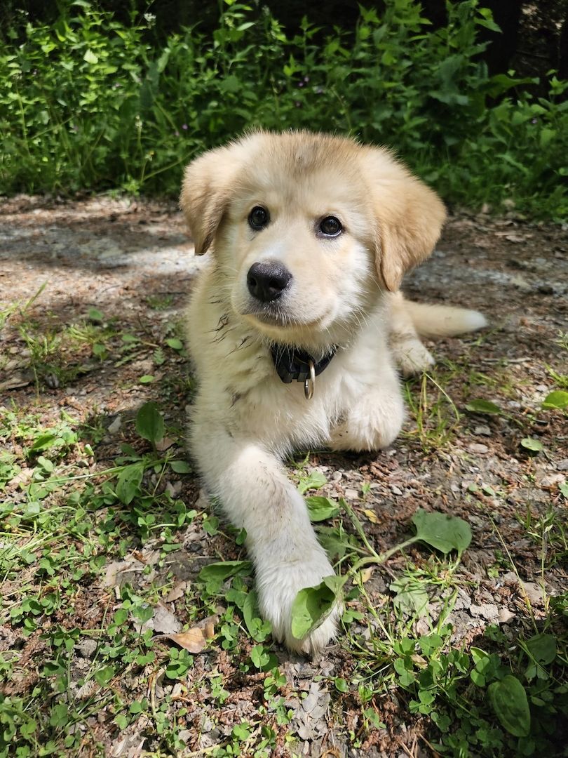 Rambo sucht ein neues zuhause