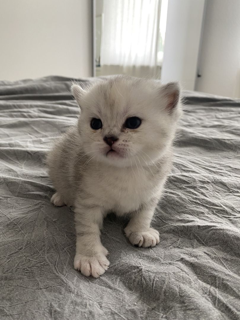 Bkh kitten Mädchen