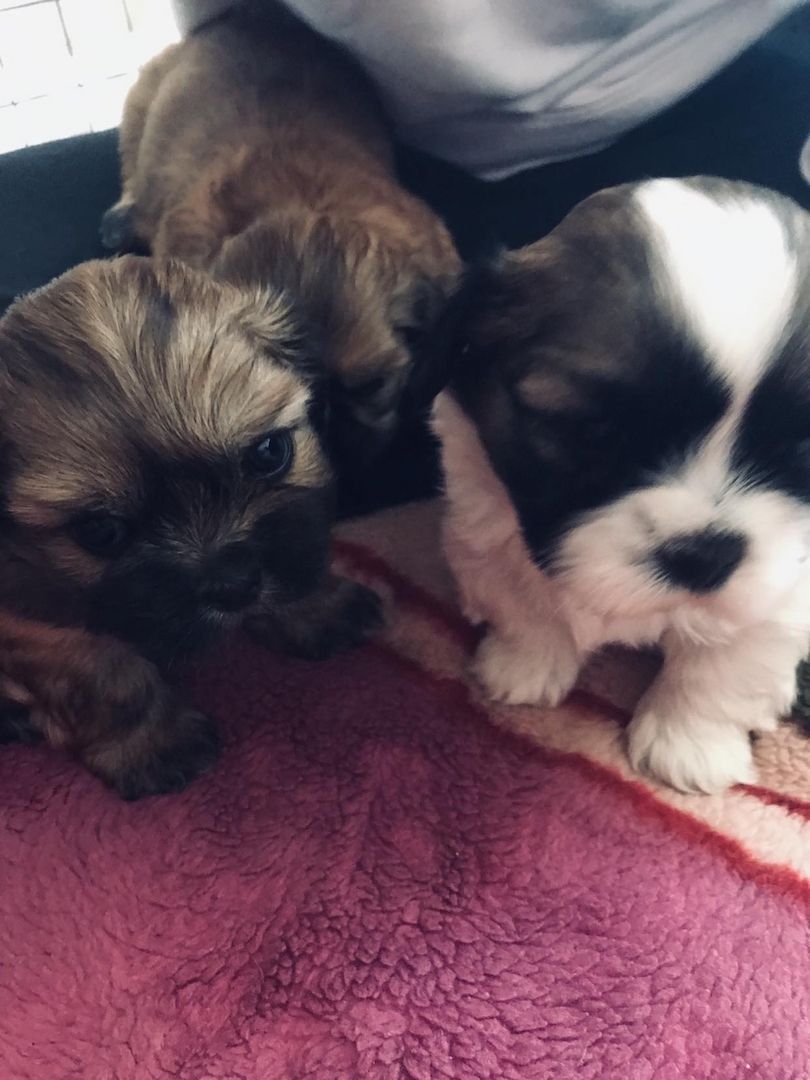 Shih Tzu Welpen reinrassig mit Ahnentafel Shih Tzu Welpen reinrassig mit Ahnentafel