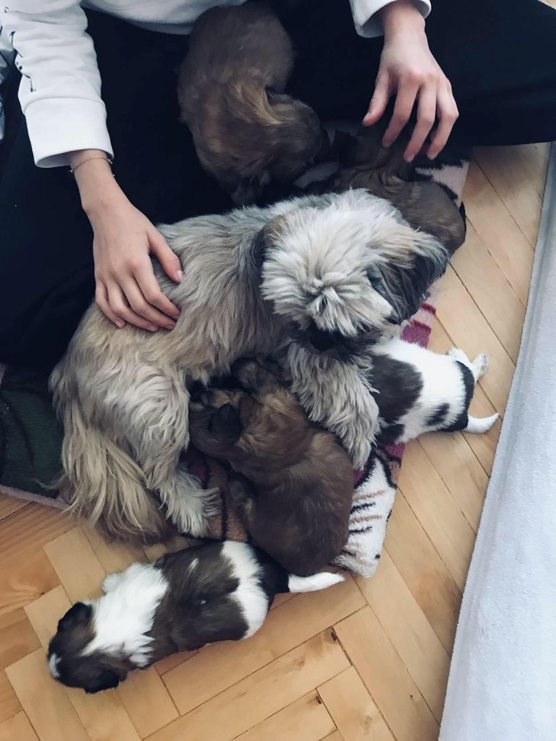 Shih Tzu Welpen reinrassig mit Ahnentafel Shih Tzu Welpen reinrassig mit Ahnentafel
