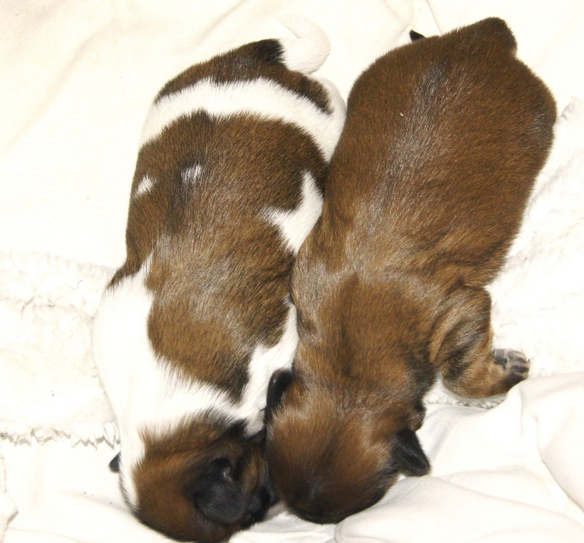 Shih Tzu Welpen reinrassig mit Ahnentafel Shih Tzu Welpen reinrassig mit Ahnentafel