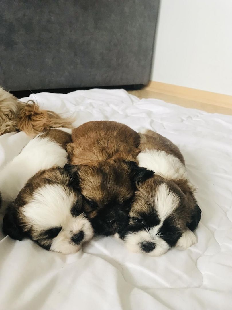 Shih Tzu Welpen reinrassig mit Ahnentafel Shih Tzu Welpen reinrassig mit Ahnentafel