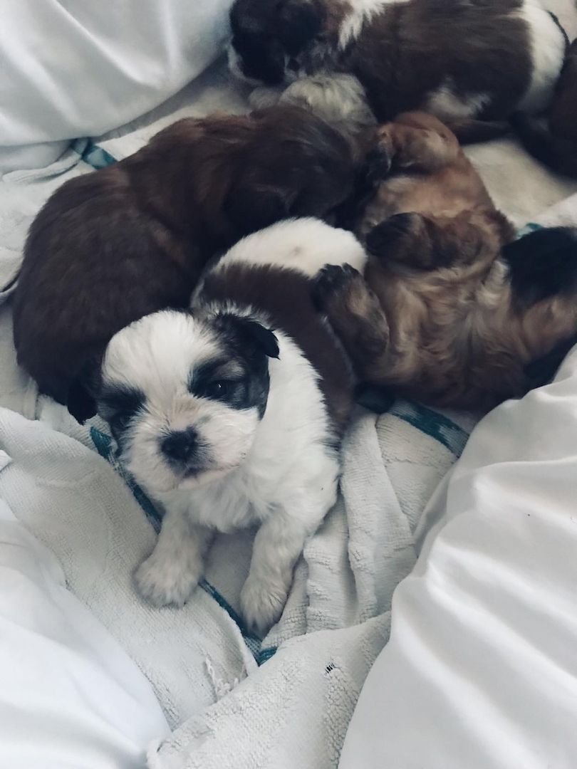 Shih Tzu Welpen reinrassig mit Ahnentafel Shih Tzu Welpen reinrassig mit Ahnentafel