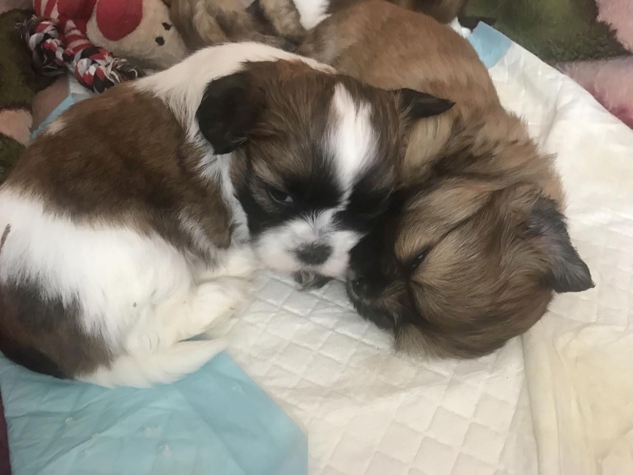 Shih Tzu Welpen reinrassig mit Ahnentafel Shih Tzu Welpen reinrassig mit Ahnentafel