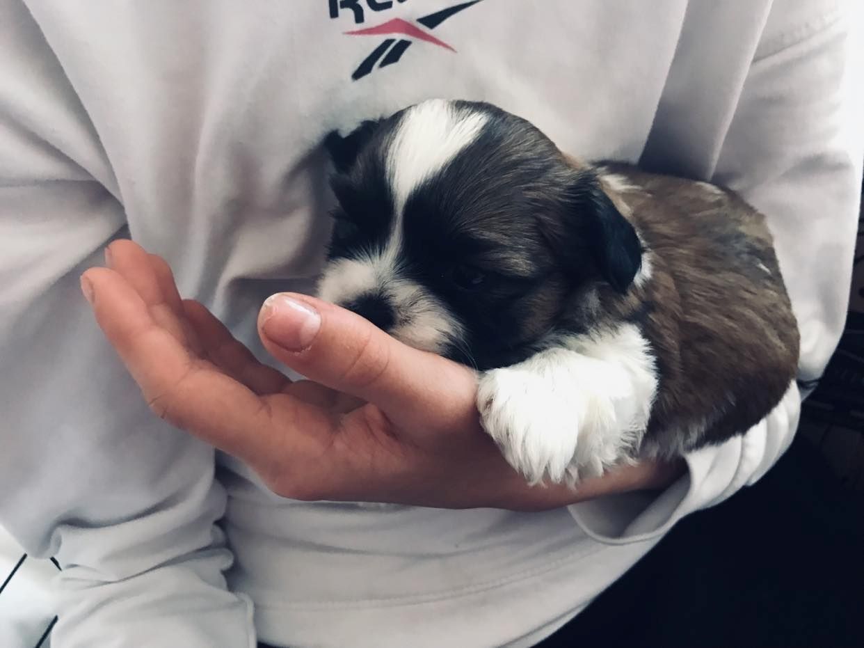 Shih Tzu Welpen reinrassig mit Ahnentafel Shih Tzu Welpen reinrassig mit Ahnentafel