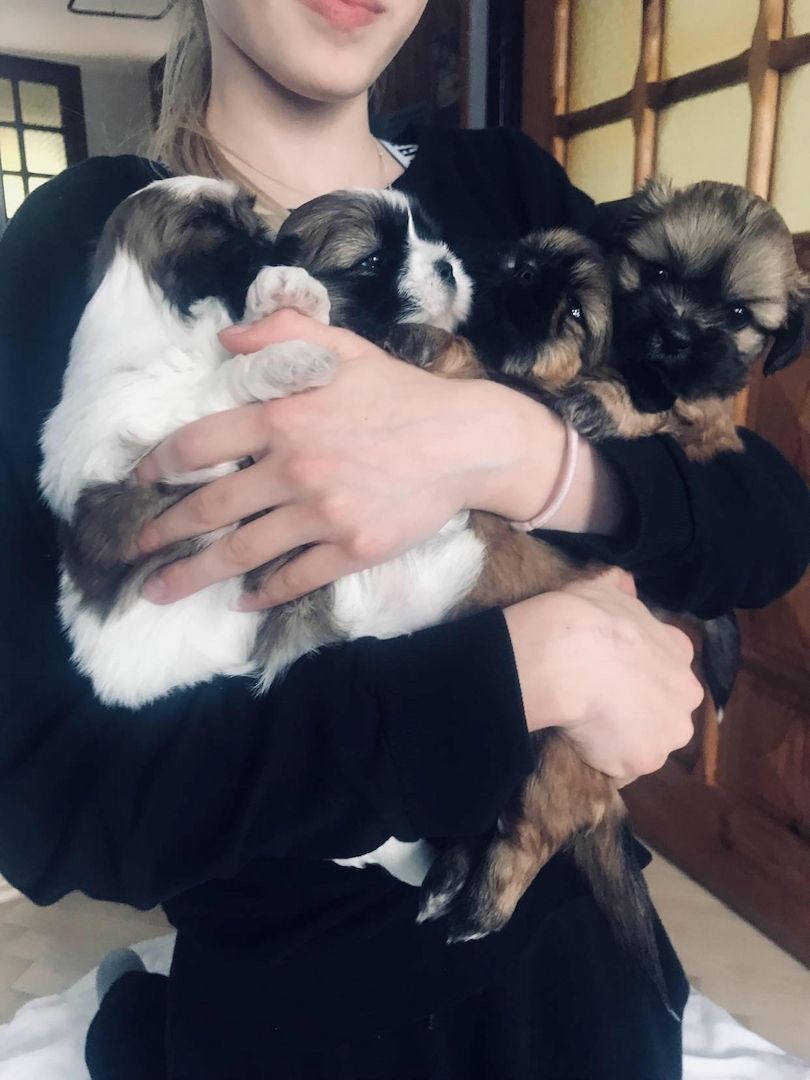 Shih Tzu Welpen reinrassig mit Ahnentafel Shih Tzu Welpen reinrassig mit Ahnentafel