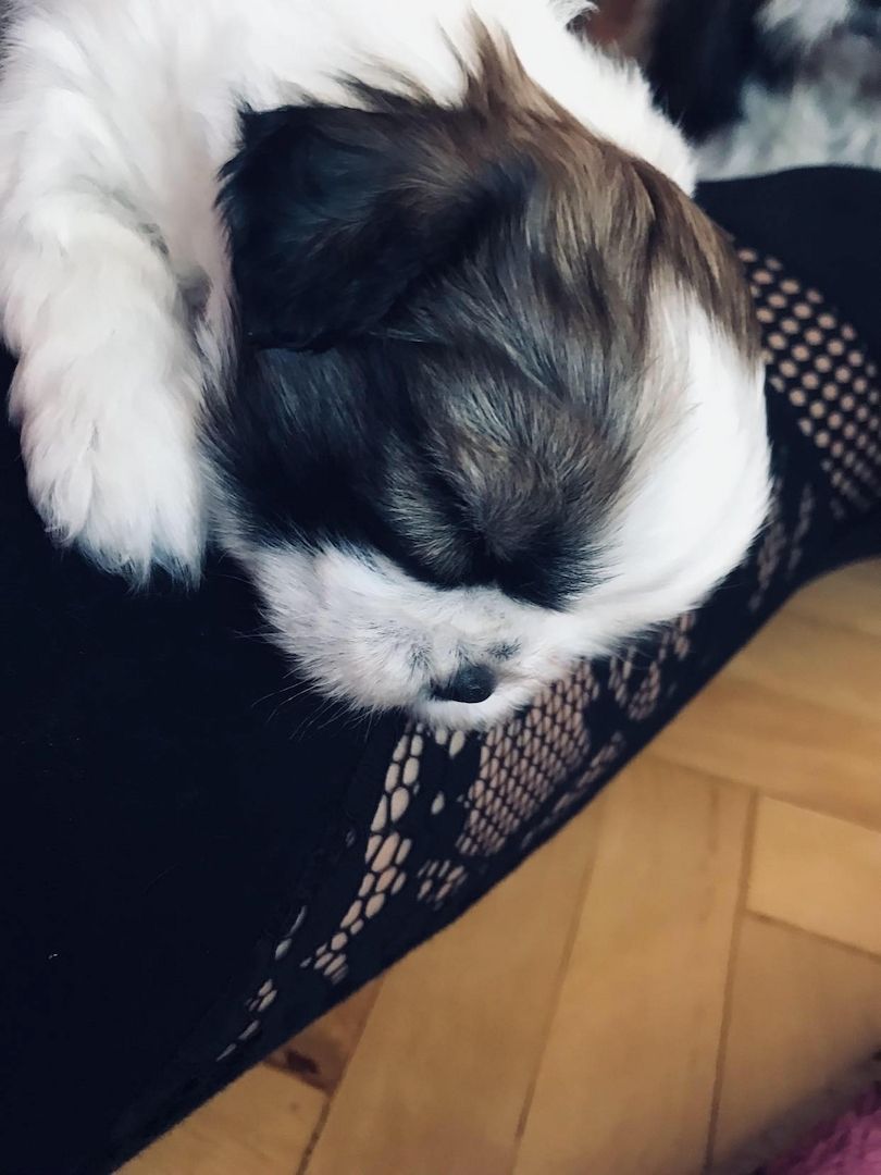 Shih Tzu Welpen reinrassig mit Ahnentafel Shih Tzu Welpen reinrassig mit Ahnentafel