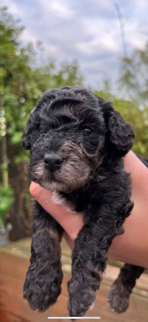 Kleinpudelwelpen Zwergpudel