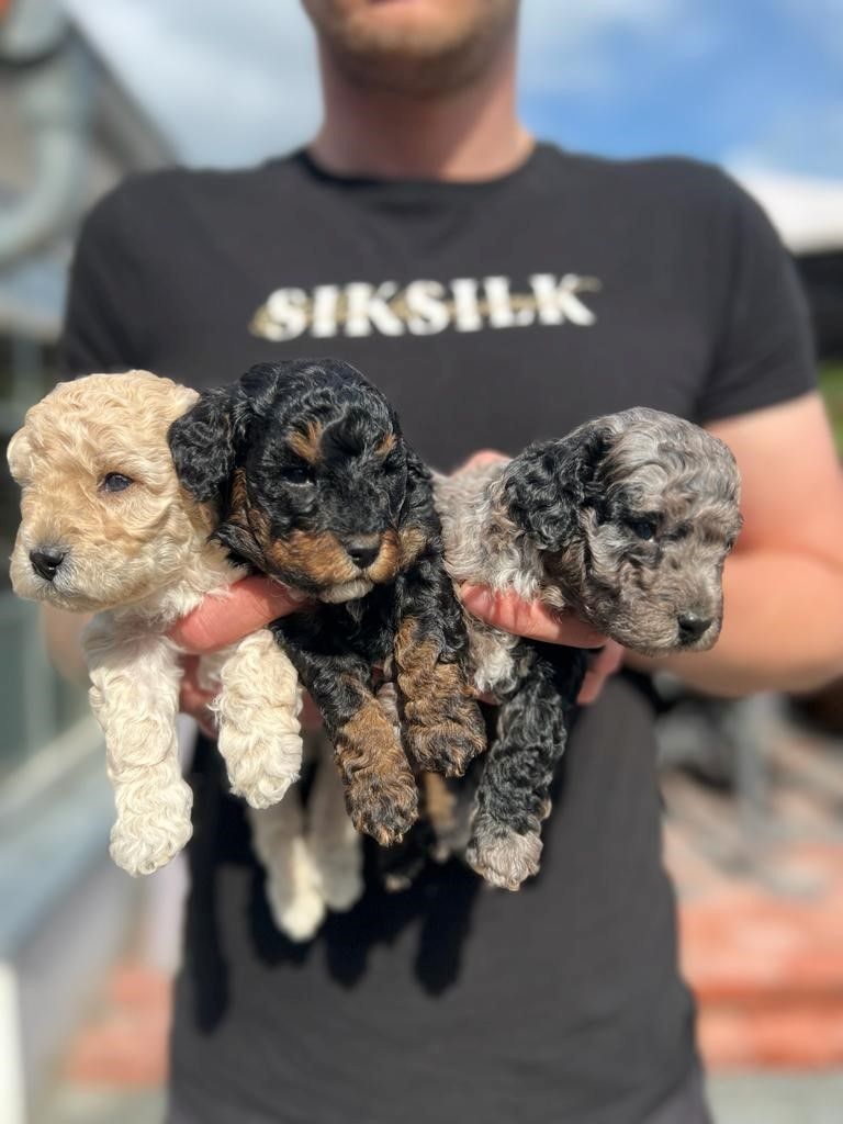 Kleinpudelwelpen Zwergpudel