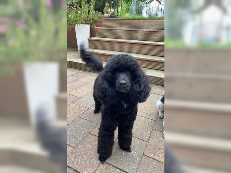 Kleinpudelwelpen Zwergpudel