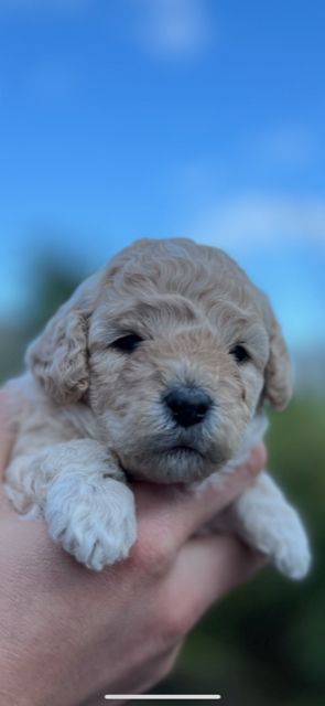 Kleinpudelwelpen Zwergpudel