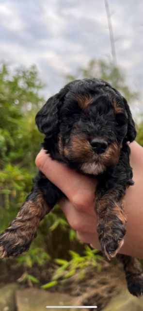 Kleinpudelwelpen Zwergpudel