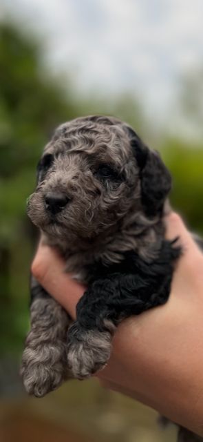 Kleinpudelwelpen Zwergpudel