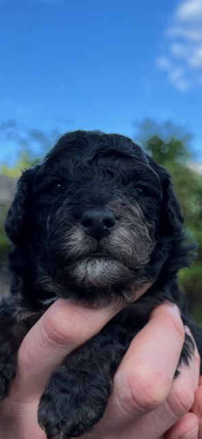 Kleinpudelwelpen Zwergpudel