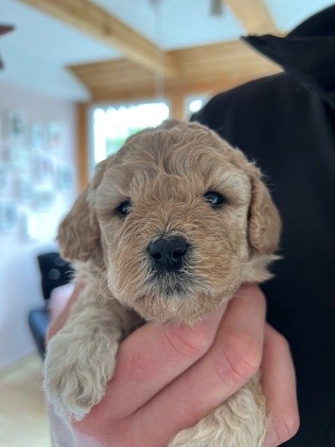 Kleinpudelwelpen Zwergpudel