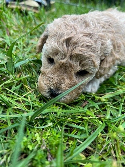 Kleinpudelwelpen Zwergpudel