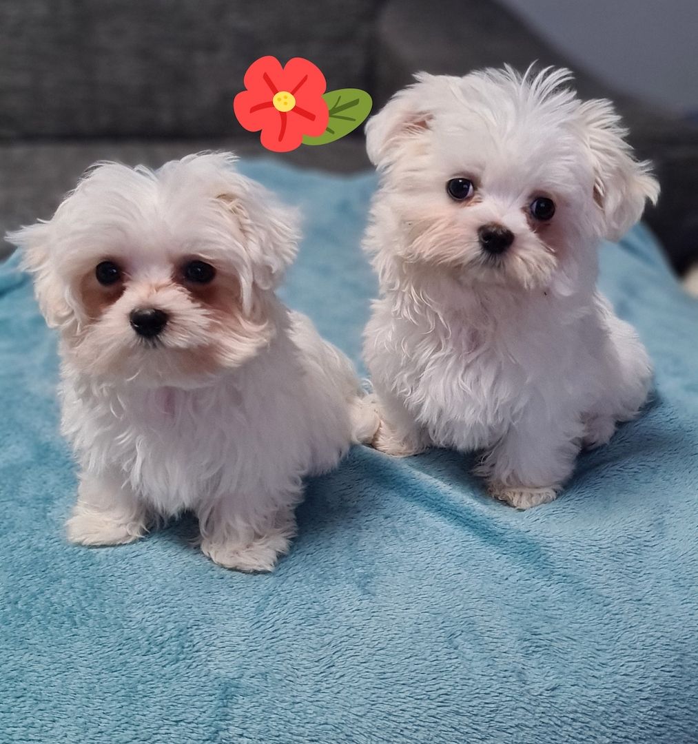 Reinrassige Malteser Welpen